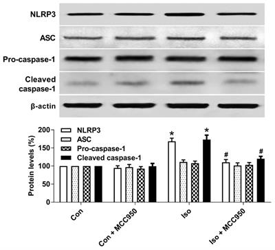 Inhibiting the NLRP3 Inflammasome With MCC950 Ameliorates Isoflurane-Induced Pyroptosis and Cognitive Impairment in Aged Mice